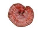 Ganoderma-lucidum-BIO-na-vrecki-spredaj-1
